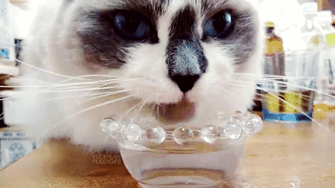 Should Cats Drink Milk? Dairy, Lactose and Better Treats