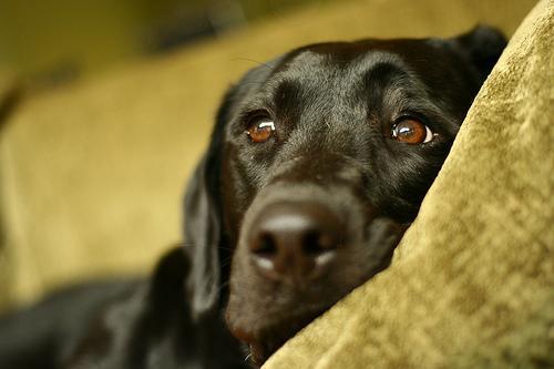 Tap, Filtered or Bottled? Choosing Water for Your Cat or Dog