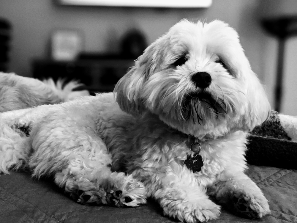After Your Dog or Cat's Surgery: A Calm Home Recovery Plan