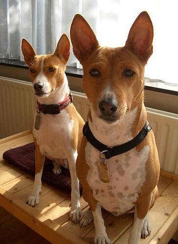 If You Suddenly Can't: An Emergency Backup Plan for Your Pet