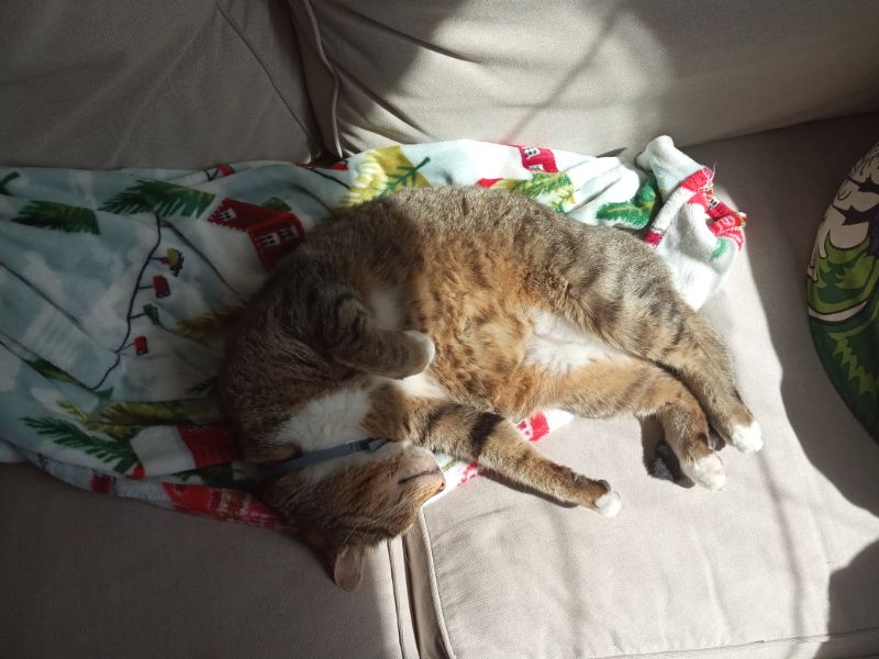 家里有人搬走了：帮猫狗平稳适应
