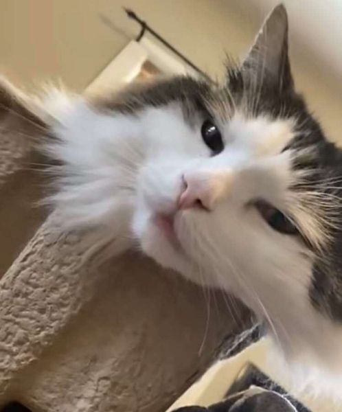 Introducing a Second Cat: A Slow-Start Plan That Actually Works