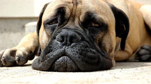 The Garage, Shed and Workshop: A Safety Sweep for Homes With Cats and Dogs
