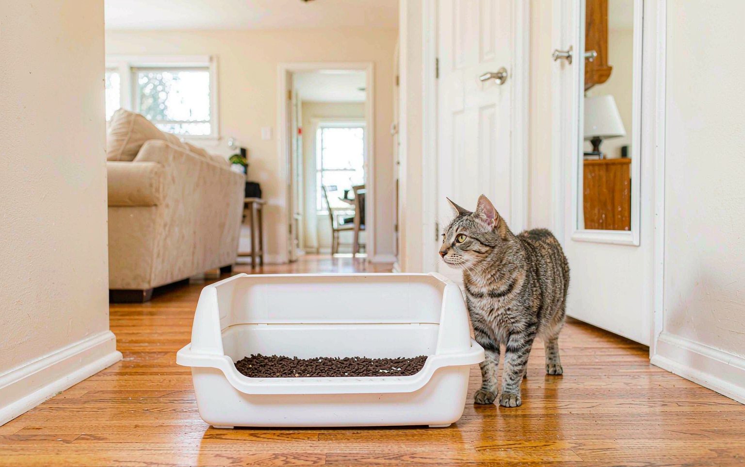 Where to Put the Litter Box: Placement Rules Cats Actually Accept
