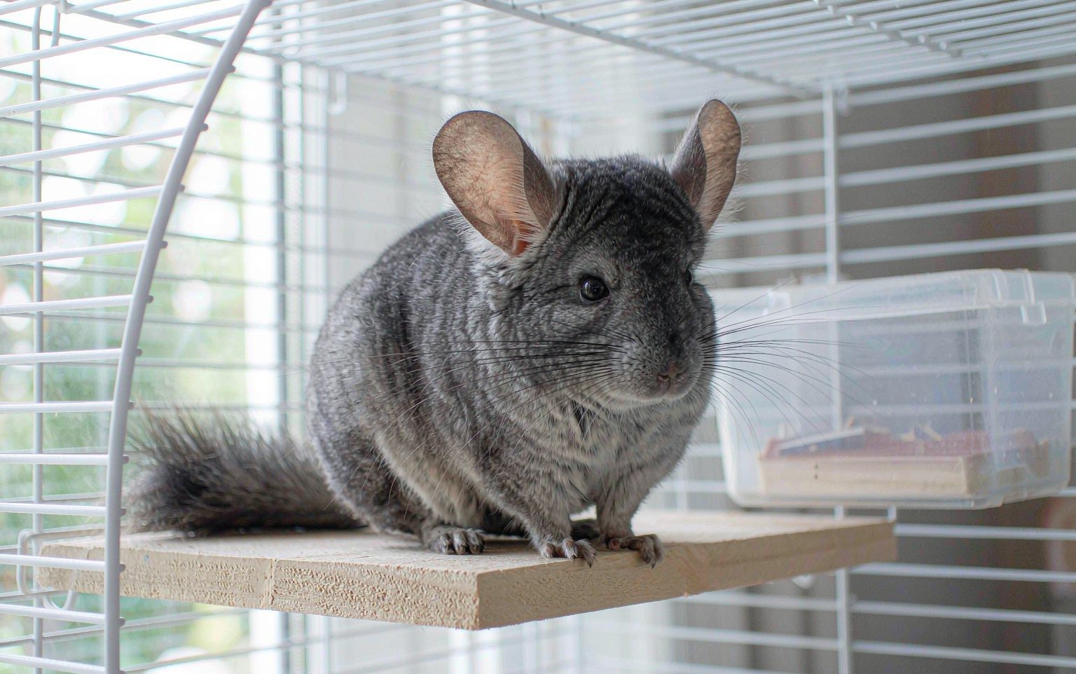 Chinchilla Hair Ring: The Monthly Check Every Male Chinchilla Needs