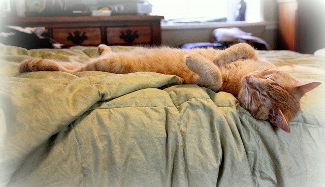 Pet-Friendly Furniture: Choosing Fabrics and Covers That Survive Claws and Fur