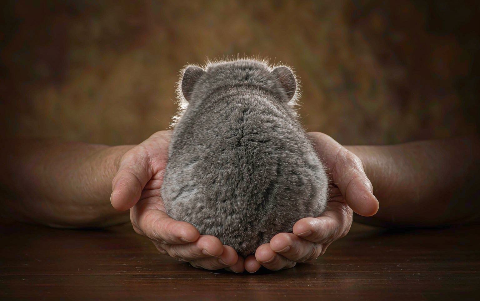 Chinchilla Fur Slip: Why a Startled Chinchilla Drops a Patch of Fur