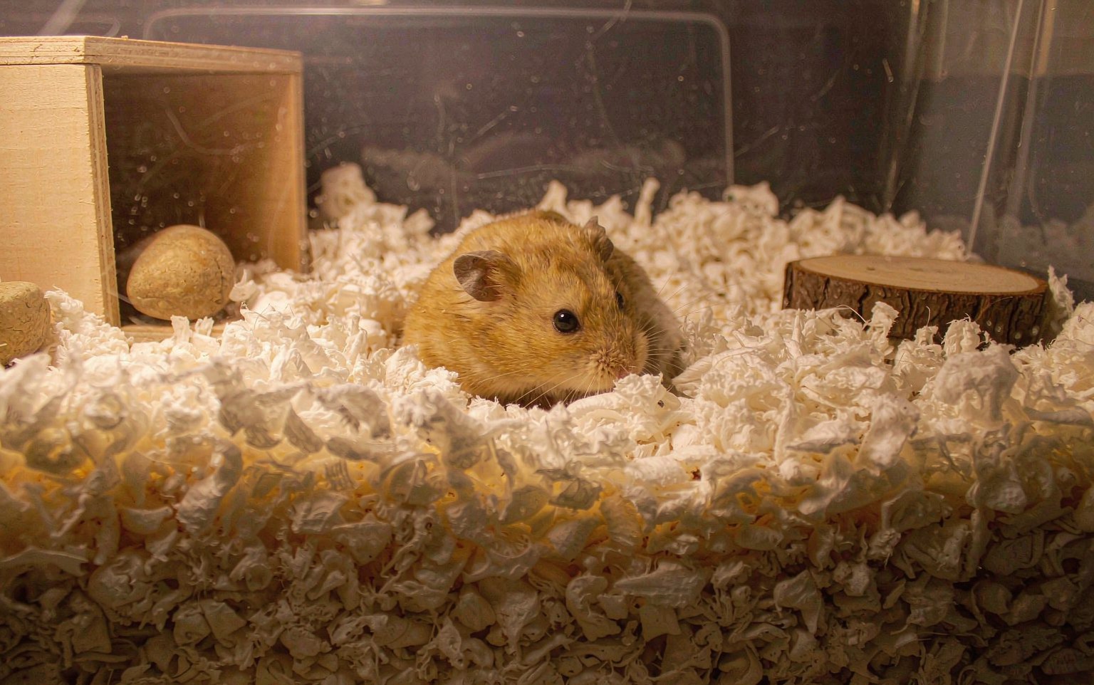 Hamster Bedding Types Compared: Paper, Aspen, Hemp and Three to Avoid
