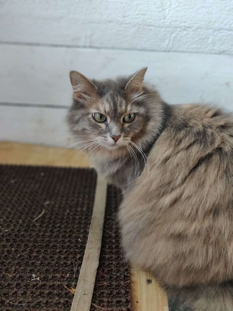 Older Dogs and Cats in Heat and Cold: Keeping a Senior Pet Comfortable All Year