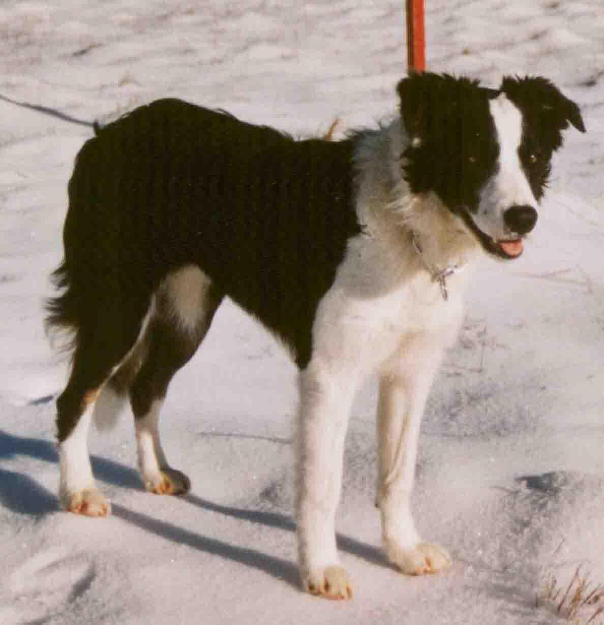Wait vs. Stay: Two Dog Cues That Solve Two Very Different Problems