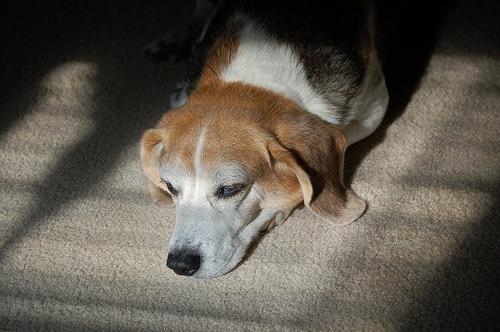 Keep a Dog Training Journal: The Simple Log That Speeds Up Progress