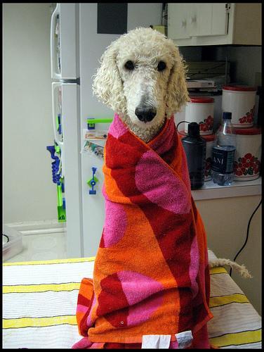 Everybody on the Same Page: Household Consistency in Dog Training
