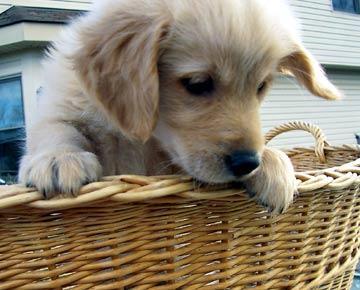 Buckling Up Your Dog: Car Restraint Options That Actually Protect