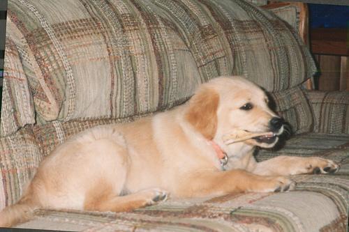 Your Puppy's First Trip Away: A Calm Plan for the First Overnight