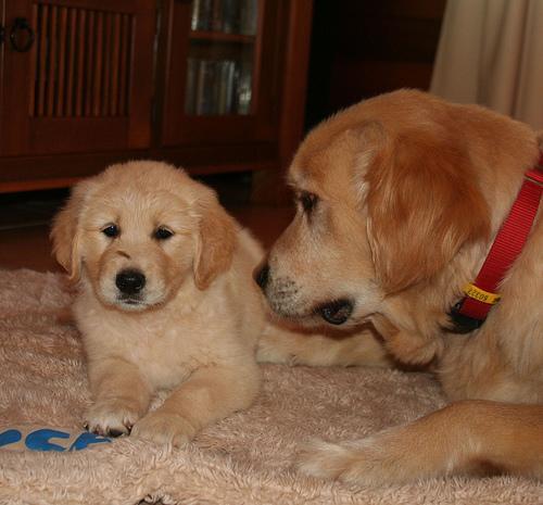 Introducing a New Puppy or Kitten to a Senior Pet: A Slow-Start Plan