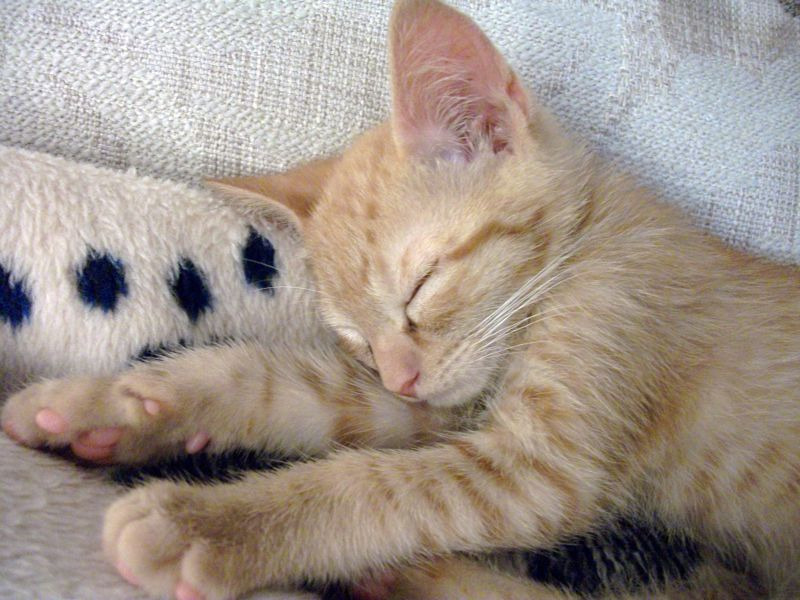Home Scents Around Cats and Dogs: Diffusers, Candles and Air Fresheners