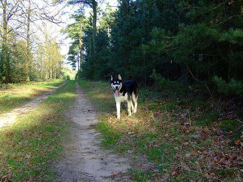 Brushing Your Dog: How Often, Which Tool, and How to Make It Enjoyable