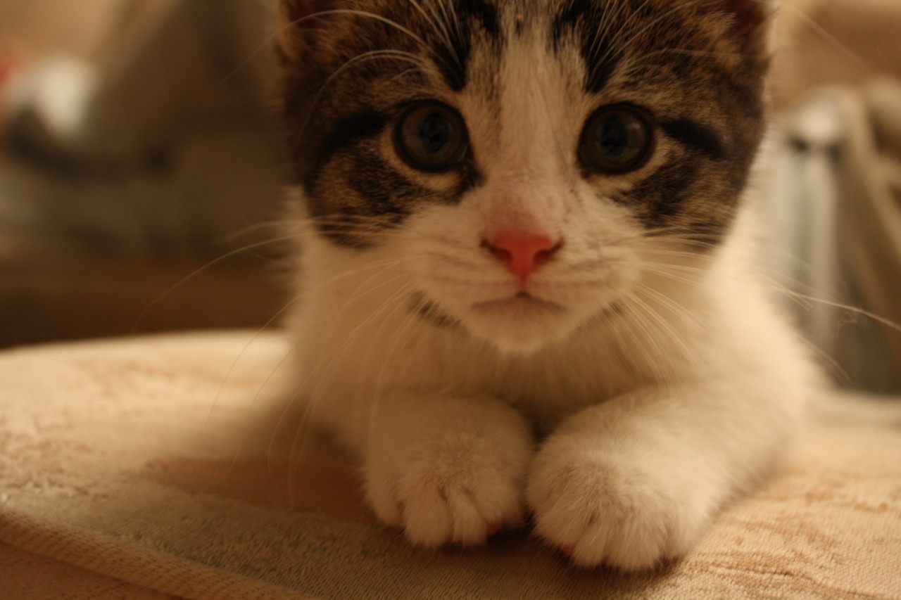 Cat Scratching at the Door at Night: Why It Happens and What to Try Instead