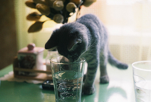 The Medicine Cabinet Audit: Storing Medication in a Home With Cats and Dogs