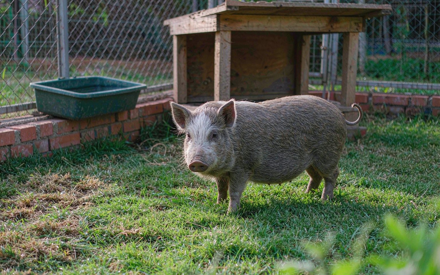 Mini Pigs as Pets: The Size Myth, Housing, Diet and Hoof Care