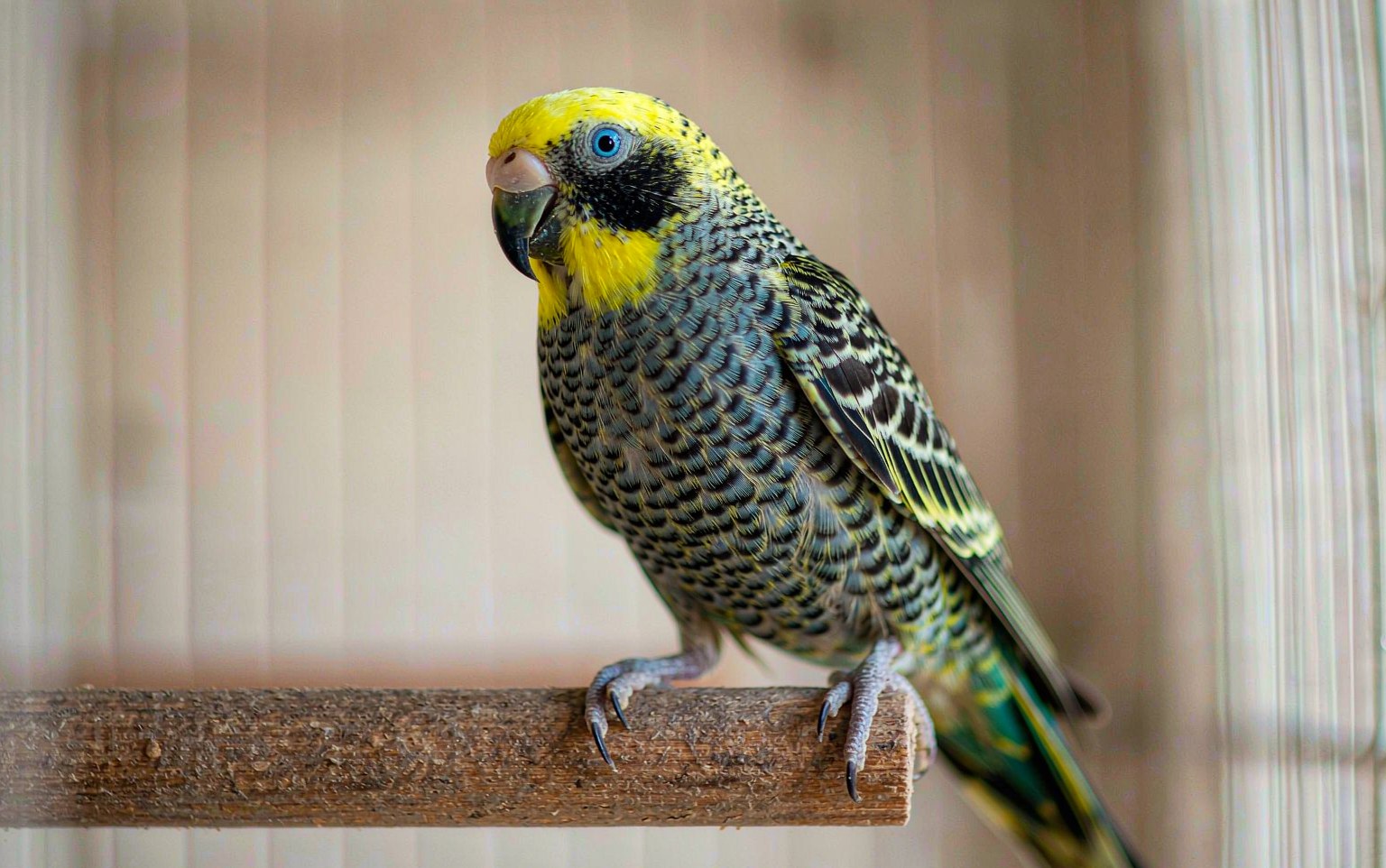 Scaly Face and Leg Mites in Pet Birds: Spotting Knemidokoptes Early