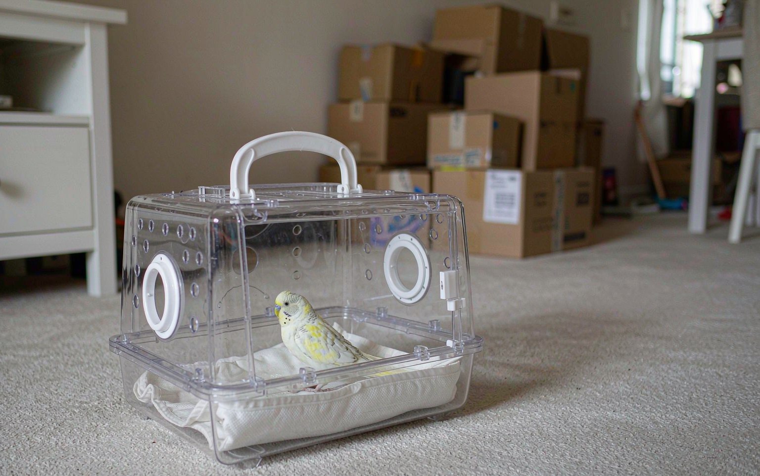 Moving House With a Parrot: A Week-by-Week Calm Plan