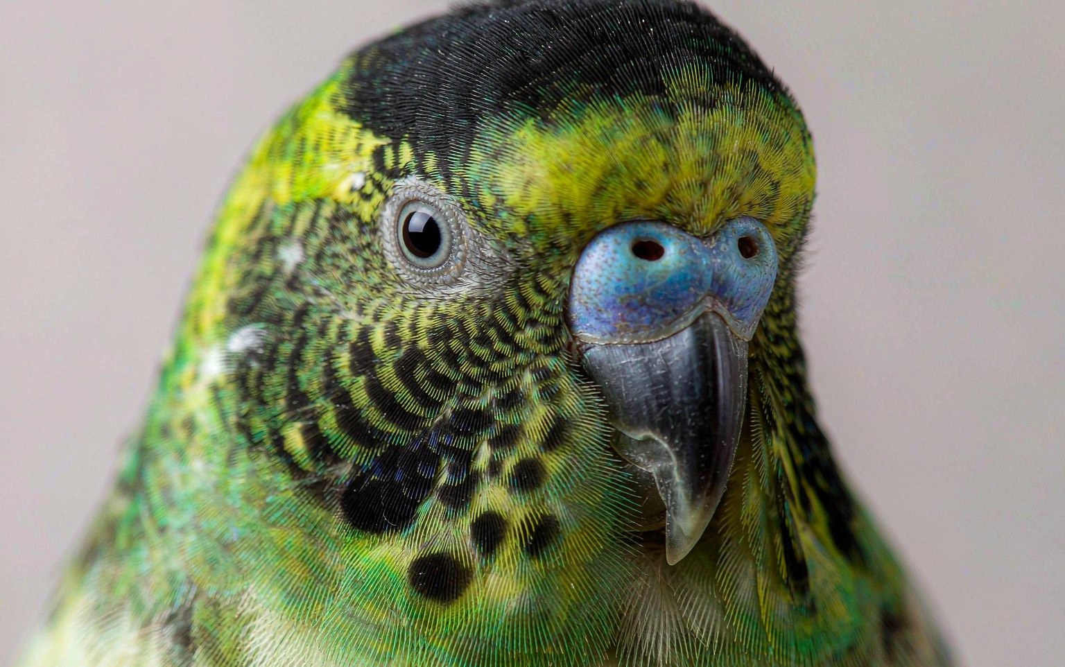 Budgie Cere Colour: What Blue, Brown and Crusty Really Mean