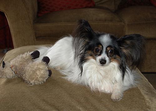 Staying in a Vacation Rental With Your Dog or Cat: A Practical Setup