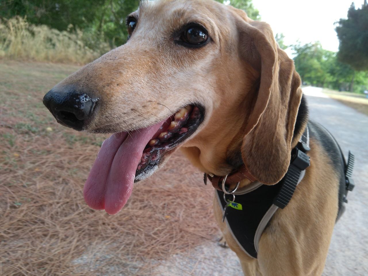 Bell Training for Dogs: Teach Your Dog to Ask to Go Outside