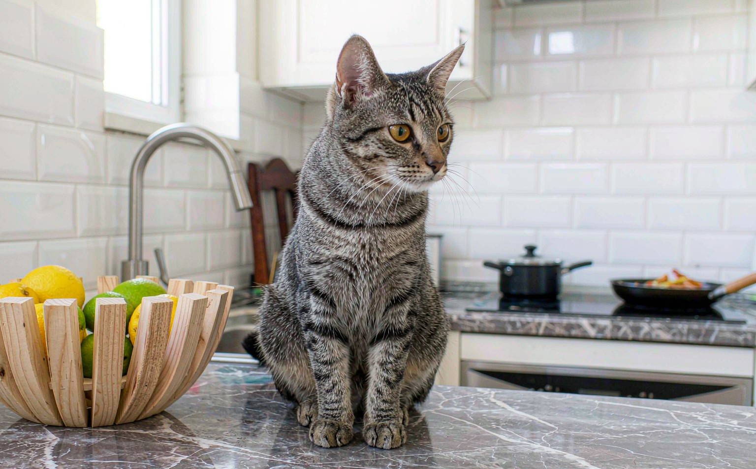 Cat on the Counter: Why Cats Jump Up and How to Redirect the Habit