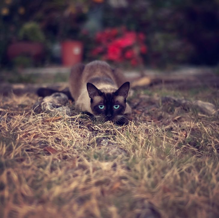 猫看窗外炸毛、转头就咬你?读懂猫咪的「转移性攻击」