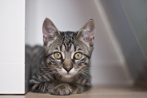 猫为什么准点催饭,却「忘记」你刚骂过它?读懂猫咪的记忆