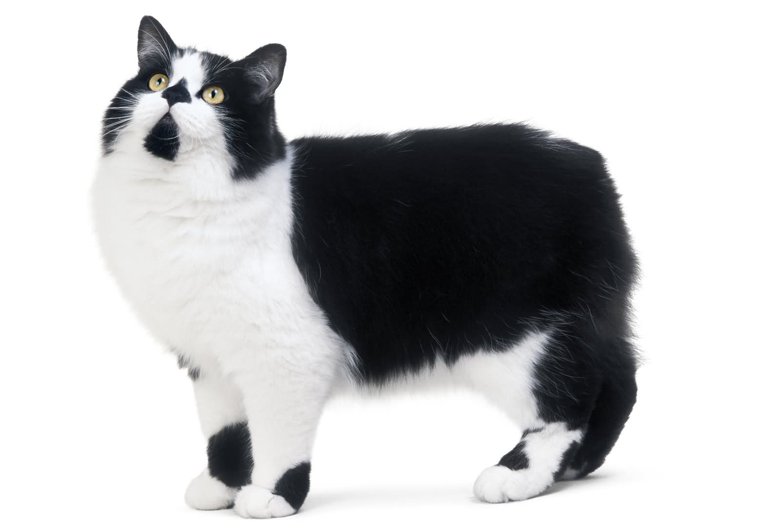 猫半夜叼着玩具嗷嗷叫，还把袜子放你枕边？它在干什么