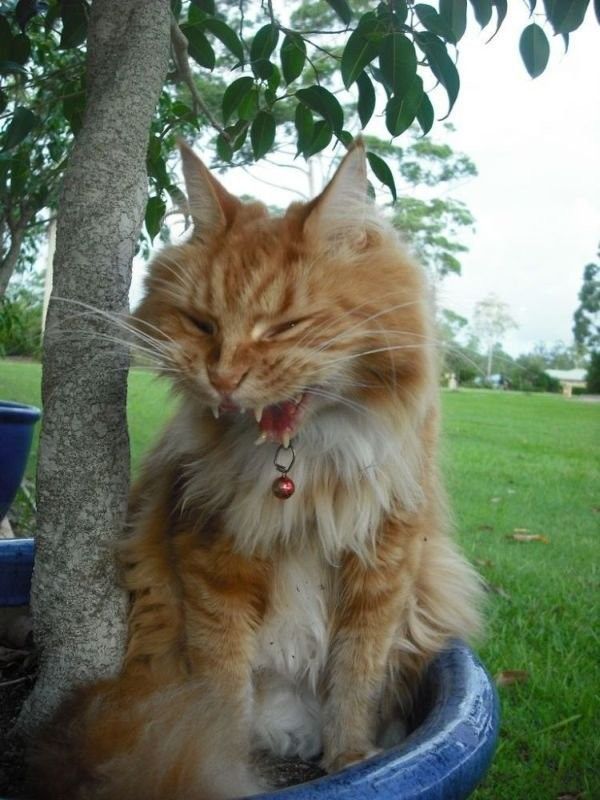 猫把肚子舔秃了不是爱干净:认识过度理毛与心理性脱毛