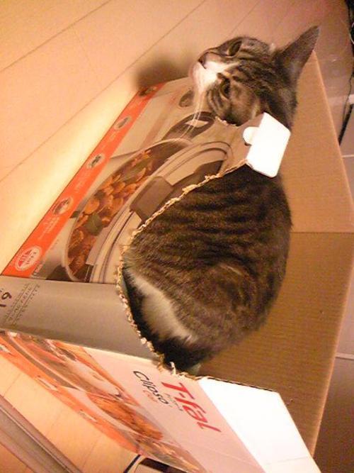 猫为什么啃电线？防触电的居家改造清单