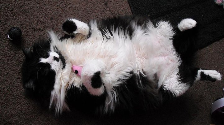 猫翻肚皮不是让你摸:打滚露肚的五种意思与正确回应