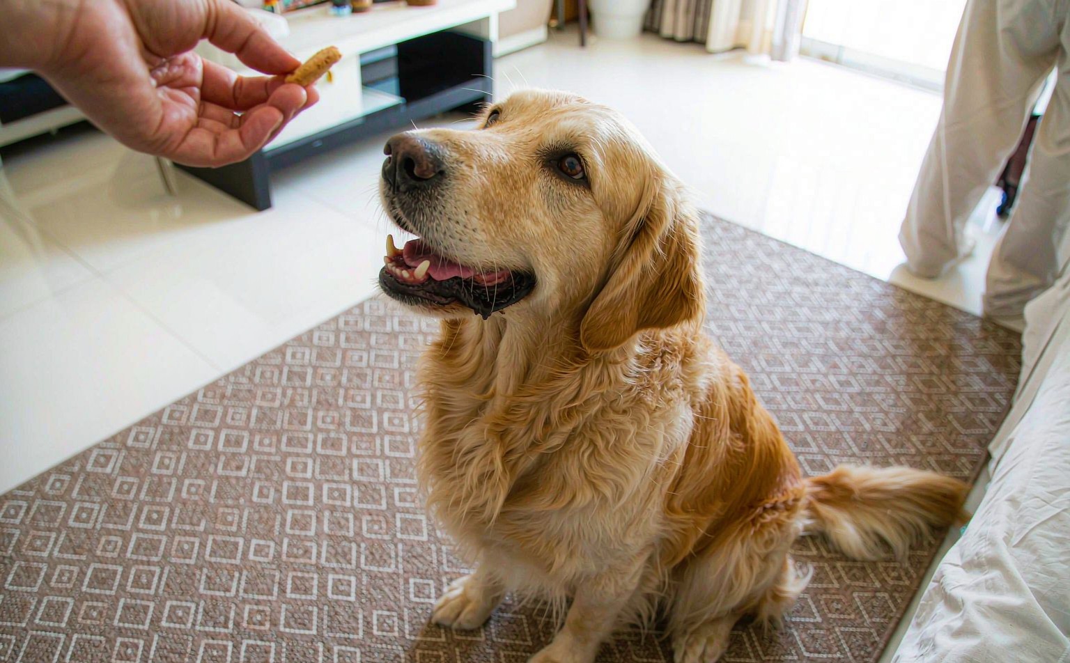Lure, Reward or Bribe? How to Use Food in Training Without Buying Every Rep