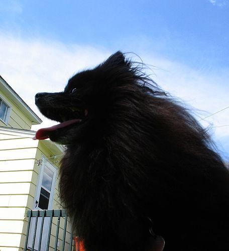 Pest Control in a Pet Home: Rodenticides, Traps and Baits