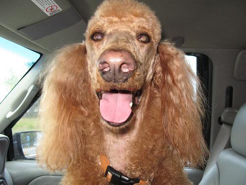 Traveling With a Senior Dog or Cat: Adjusting the Journey for Age