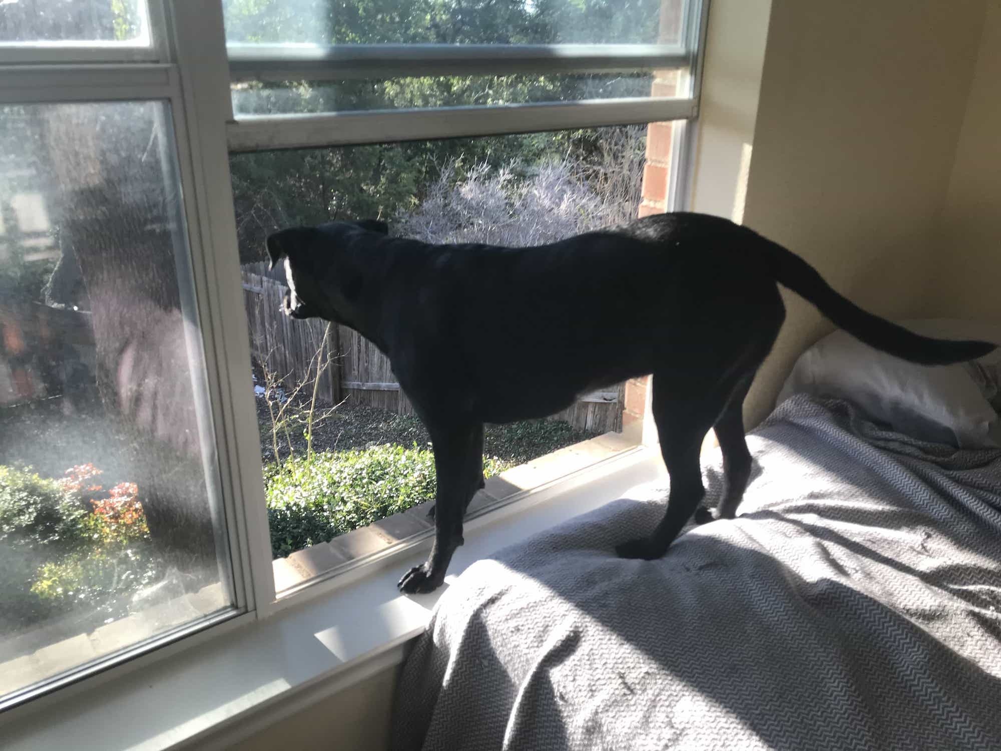 When the Power Goes Out: A Blackout Plan for Cats and Dogs