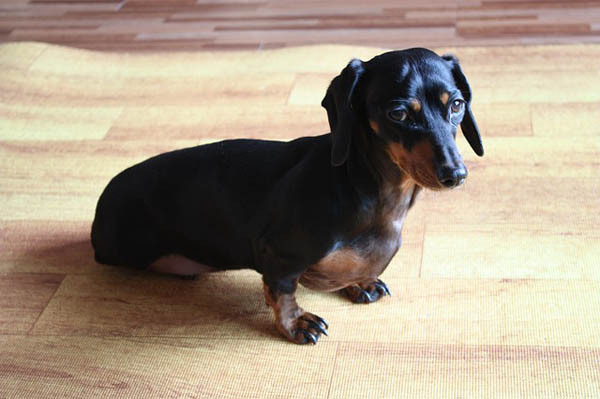 Congestive Heart Failure in Dogs: Early Signs, Vet Care and Home Support