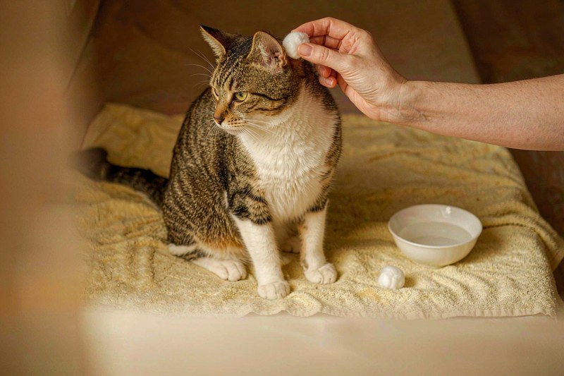 猫咪眼耳日常清洁:一套温和的上手流程
