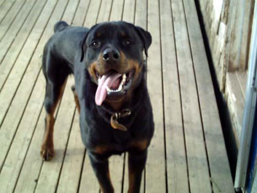 Megaesophagus in Dogs: Why Meals Come Back Up and How Upright Feeding Helps