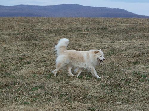 Camping With Your Dog: First-Trip Prep, Campsite Setup and the Night Routine