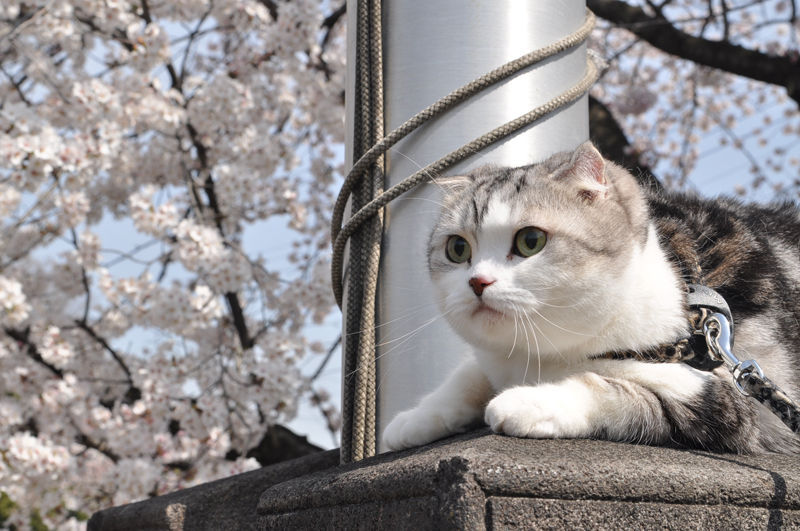 Corneal Sequestrum in Cats: The Dark Spot on the Eye You Should Not Ignore