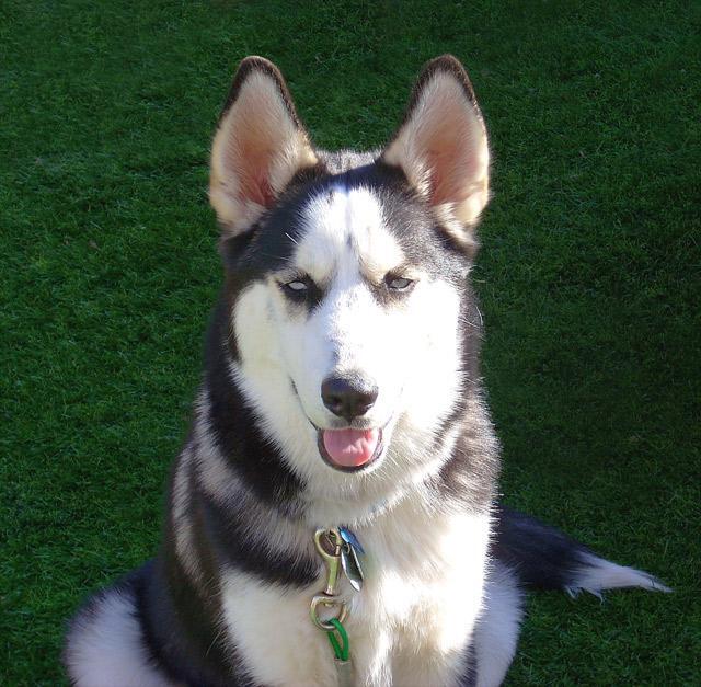 Should You Shave Your Double-Coated Dog in Summer? Mostly No