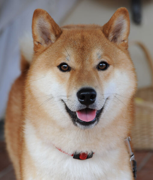 Dogs in Apartment Buildings: Elevator, Stairwell and Hallway Etiquette