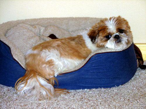 The Pet Travel Kit: A Packing Checklist for Dogs and Cats