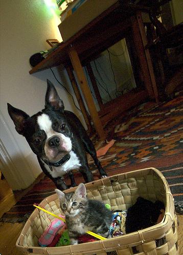 Home Renovation Days With Pets: Managing Noise, Dust and Strangers