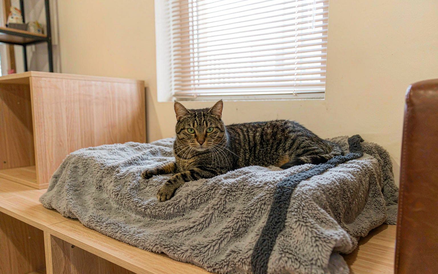 Boarding Your Cat: How to Prepare for a Calm Cattery Stay